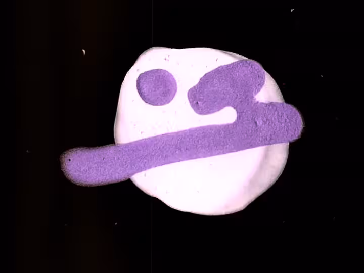 inscription c31a060d5c5c95643cc2a0dbeca45eb89efd1f676442f80231410affb694e2a6i4